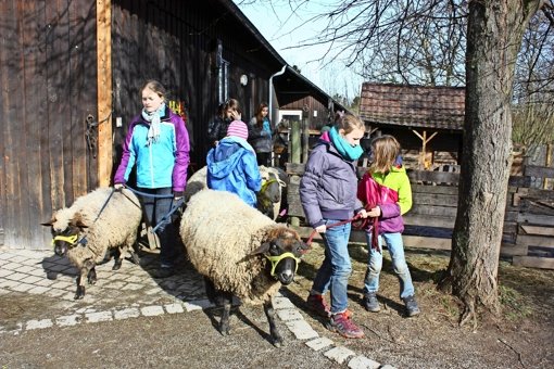Die Schafe der Jugendfarm werden regelmäßig ausgeführt, Foto: Natalie Kanter