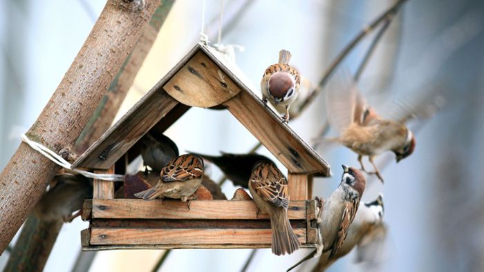 Ab wann sollte man Vögel füttern?