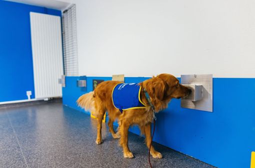 Dass spezielle Spürhunde  eine Corona-Infektion mit hoher Genauigkeit erschnüffeln können, zeigten bereits frühere Studien. Foto: dpa/Philipp von Ditfurth