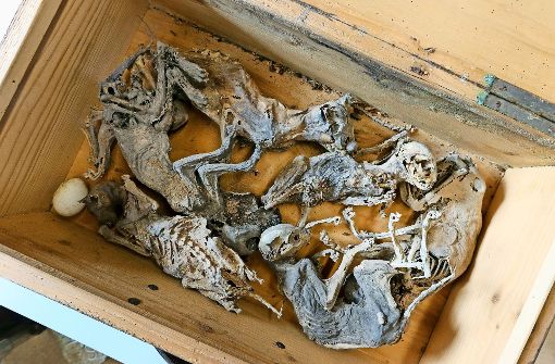 Diese sechs Katzenmumien lagern im Archiv des Wimpelinmuseums in Markgröningen. Zwei Exponate  werden am Tag des offenen Denkmals zu sehen sein. Foto: factum/Granville