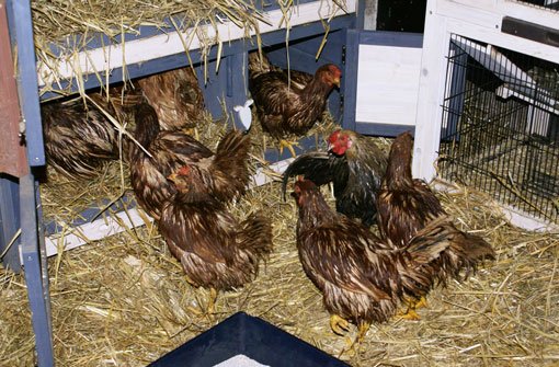 Die zum Sterben ausgesetzten Hühner sowie der Hahn werden nun im Tierheim Stuttgart versorgt. Foto: Tierheim Stuttgart