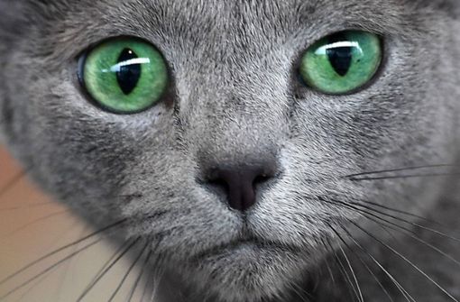 Auch Katzen können unsympathisch sein (Symbolbild). Foto: dpa-Zentralbild/Martin Schutt