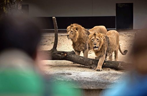 12 aus 2017 . . . der etwas andere Jahresrücklick. Seit März sind in der Stuttgarter Wilhelma wieder zwei asiatische Löwen zu finden: Shapur und Kajal.  Foto: Max Kovalenko