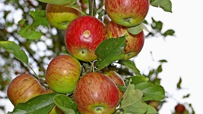 Schutzgemeinschaft freut sich über viele Äpfel