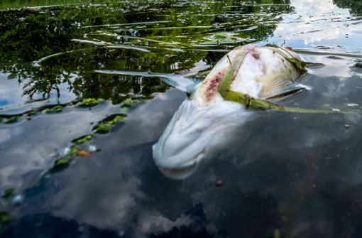Die Ursache für die toten Fische in der Schusse ist noch nicht endgültig geklärt (Symbolfoto). Foto: IMAGO/SWNS/IMAGO/SWNS