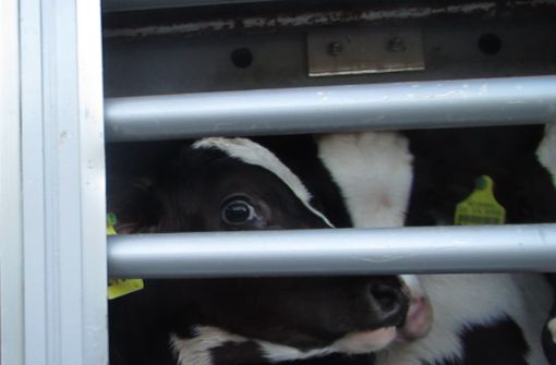 Auf der Autobahn bis Marokko? Bislang sind Tiertransporte in Drittstaaten erlaubt. Foto: Animal Welfare Foundation