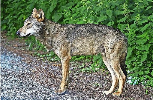 Erst wurde der Wolf am Bodensee gesichtet, dann am Schluchsee erschossen. Foto: Forstliche Versuchs- und Forschungsanstalt
