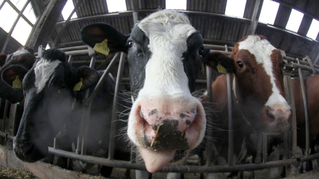 Änderung beim Tierschutz: Fixieren von Kühen schränkt Bewegung ein