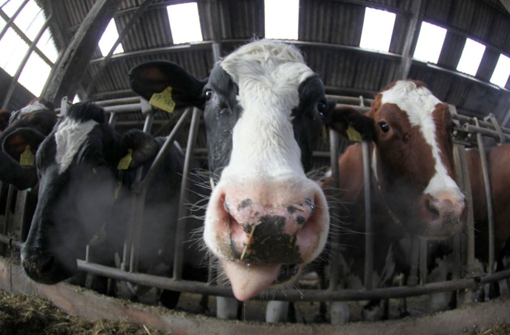 Eine Kuhhaltung ohne Anbinden soll künftig zur Norm werden. Foto: dpa