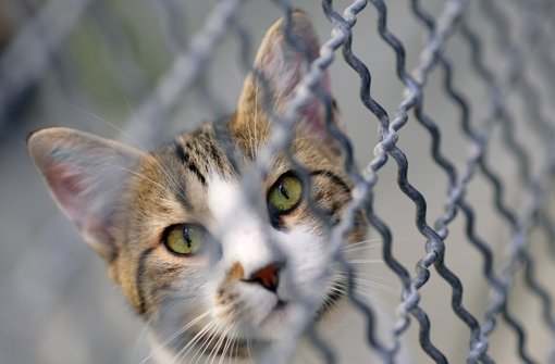 Katzen werden am häufigsten von Tier-Sammlern gehalten Foto: dpa