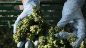 Starke Nachfrage nach medizinischem Cannabis