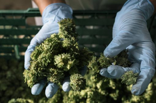Cannabis wird, wie hier im Bild, für medizinische Zwecke angebaut. Foto: dpa/KEYSTONE