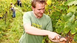 Auf drei Hektar Fläche haben Fabian Rajtschan und seine Helfer Trauben gelesen. 70 Prozent des Bestandes sind Rotwein-, 30 Prozent Weißweinreben. Foto: Chris Lederer
