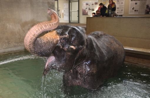 Wasser für Vilja: Am Ende machte der Elefantenkuh die Hitze sehr zu schaffen. Foto: Hörner