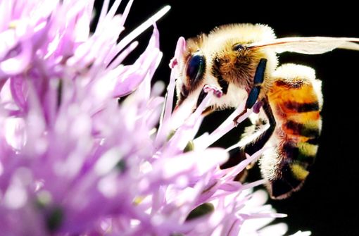 Die Biene schützen, ja, aber wie? Darüber wird derzeit diskutiert. Foto: dpa