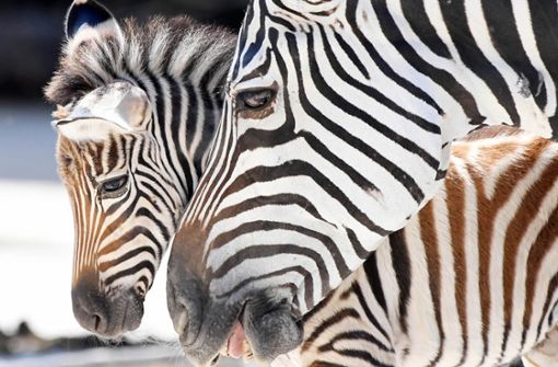 Im Zoo hält sich ein neugeborenes Zebrafohlen in der Afrika-Savannen-Anlage bei seinem Muttertier Ugemba auf. Für die Stute ist es das erste Jungtier das am letzten Juni-Wochenende auf die Welt kam. Foto: dpa