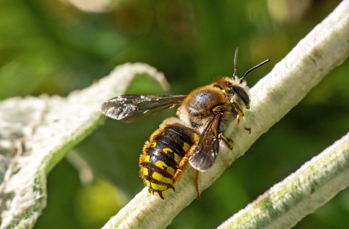 Artenschutz auf den Fildern: Was jeder für Wildbienen tun kann