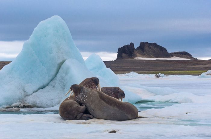 Reisen im Nordpolarmeer: Eiskalt und traumhaft schön  – die Barentssee