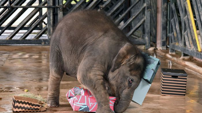 Elefantenbaby Neha feiert ersten Geburtstag