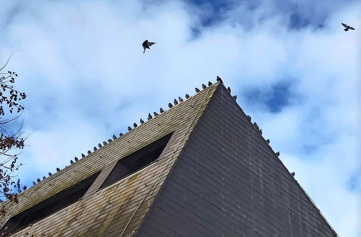 Nicht nur auf dem Dach des Hallenbads in Nellingen tummeln sich Tauben zuhauf. Foto: /Peter Stotz