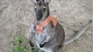 Känguru Jack bleibt nach Ausbruch verschwunden