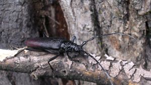 Förster entdeckt fast ausgestorbenen Käfer