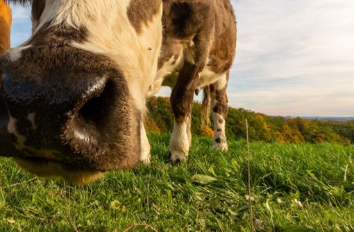 Mittlerweile sind alle Kühe wieder eingefangen (Symbolbild). Foto: IMAGO/ Wirestock