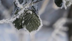 Kälte und Schneeflocken – so wird das Wetter am Wochenende