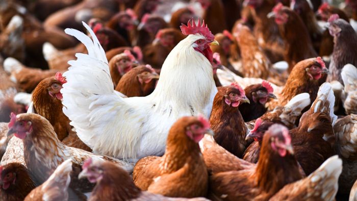 Wie gefährlich ist die Vogelgrippe für den Menschen?