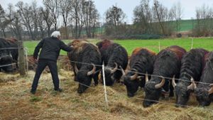 Gerhard Fahr (Bild) kümmert sich mit dem Landwirt Andreas Weigle fortlaufend darum, dass sich die Wasserbüffel auf der Weide wohlfühlen. Foto: Birgit und Gerhard Fahr