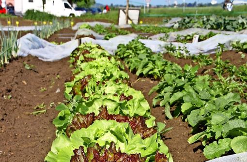Der Salat gedeiht im Schreibergarten  bereits prächtig. Foto: Leonie Schüler