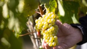 Baden: Krise auf Weinmarkt macht Winzern zu schaffen