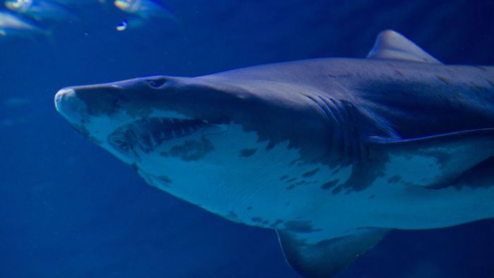 Shark-City-Aquarium kommt nicht nach Sinsheim