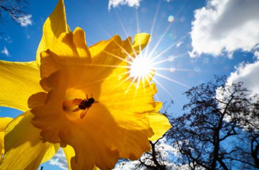 So wünscht man sich den Frühling: Eine Biene sammelt bei strahlendem Sonnenschein ihren Nektar in der Blüte einer Narzisse. Foto: Christian Charisius/dpa/Christian Charisius