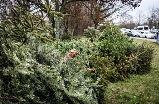Die Weihnachtsbäume waren nicht mehr zu retten (Symbolbild). Foto: Lichtgut/Max Kovalenko