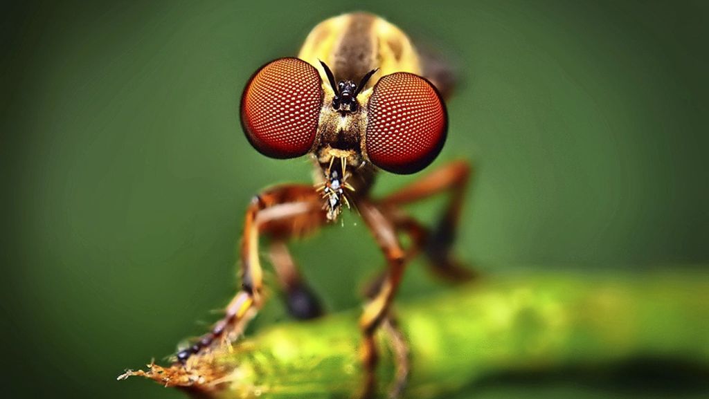 Insektenaugen Geosafari sehen Sie die Welt durch die Augen eines Insektes 