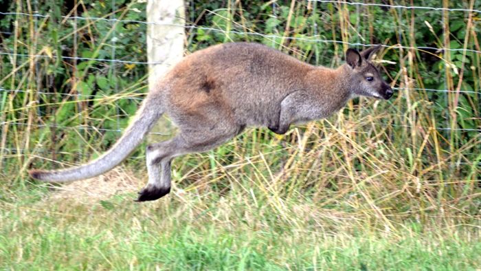 Känguru büxt aus Gehege aus