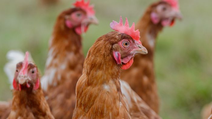 Ministerium: Hohes Risiko für Vogelgrippe im Südwesten