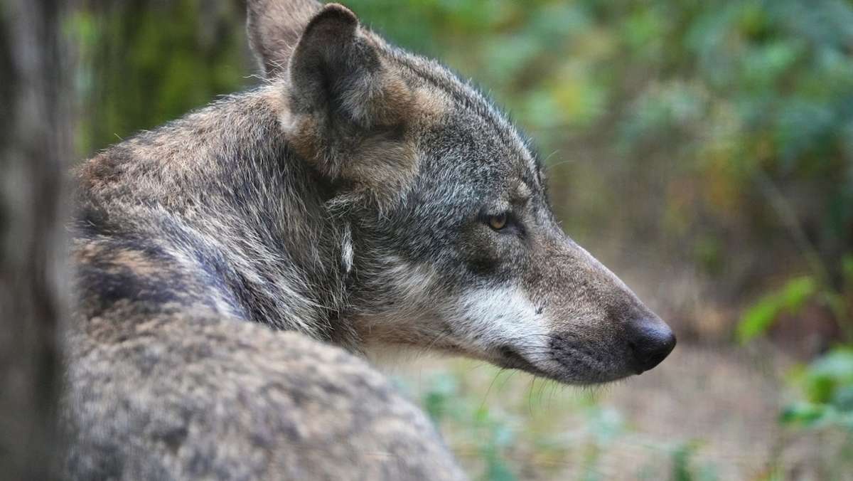 Niedersachsen: Wolf abgeschossen und zerstückelt