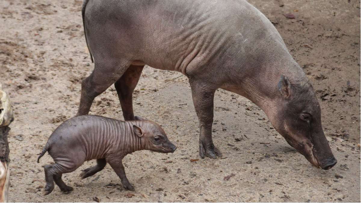 Nachwuchs in der Stuttgarter Wilhelma: Glücksschwein im Zoo geboren