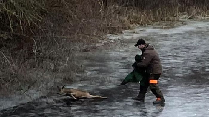 Jäger rettet  Reh aus Eis