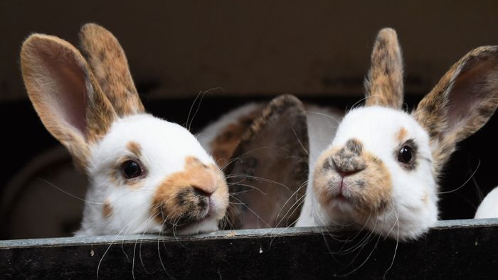 Hasenstall in Flammen – nur ein Kaninchen überlebt