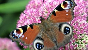 Auch Schmetterlinge werden immer seltener. Foto: dpa