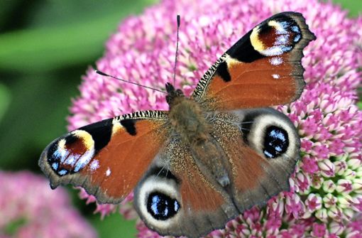 Auch Schmetterlinge werden immer seltener. Foto: dpa