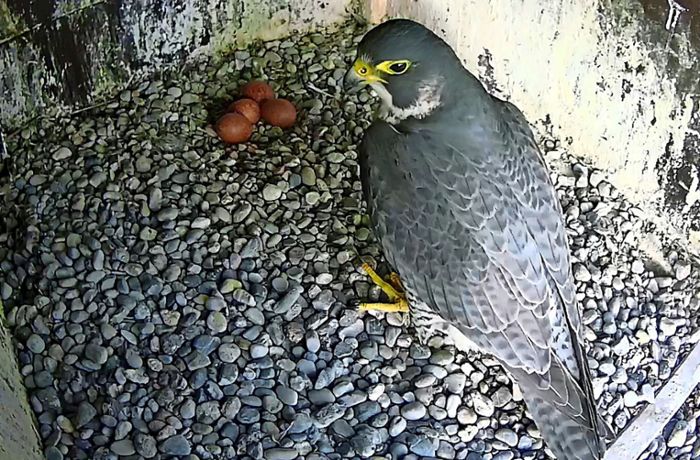 Wohnturm in Fellbach: Die Falken auf dem Schwabenlandtower haben jetzt Eier