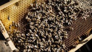 Die Bienen waren fleißig – doch noch kann man den Honig vom Stuttgarter Rathaus nicht kaufen Foto: Leif Piechowski