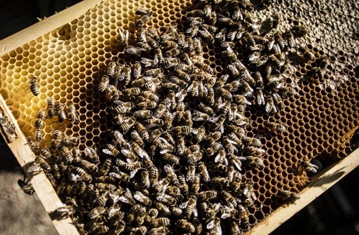 Die Bienen waren fleißig – doch noch kann man den Honig vom Stuttgarter Rathaus nicht kaufen Foto: Leif Piechowski