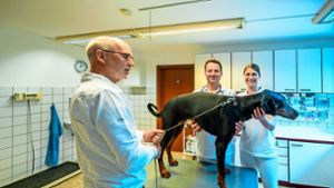 Tierärzte im Kreis Göppingen: Auch bei Veterinären fehlt es an Personal