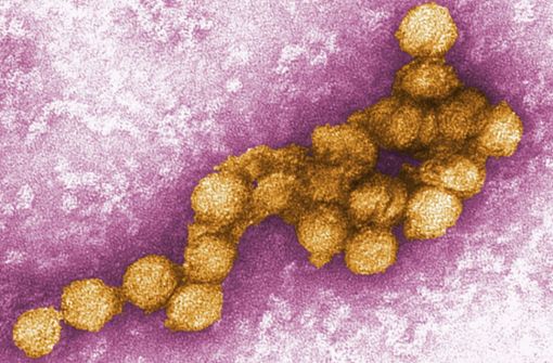 Das West-Nil-Virus hat vergangenes Jahr 181 Menschen in Süd- und Osteuropa getötet. Foto: dpa