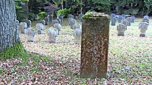 Nicht nur diese Stele auf dem Ehrenfeld  des Degerlocher Waldfriedhofs ist mit Moos überwuchert. Foto: Cedric Rehman